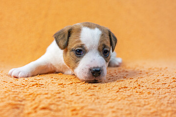 small female Jack Russell terrier puppy lies on a peach background. grooming and caring for puppies