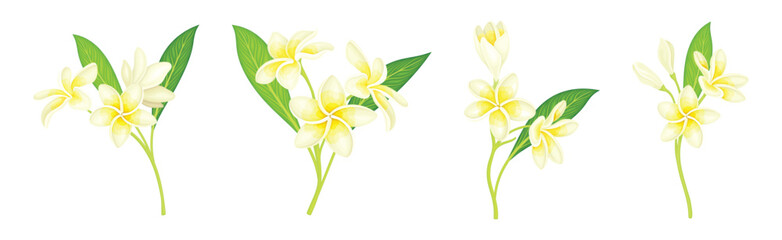 Plumeria Flower with Stem as Exotic Tropical Flora Vector Set