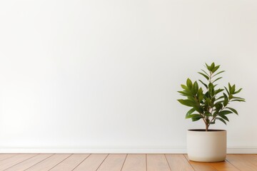 A simple plant in a white pot on a wooden floor, suitable for home decor