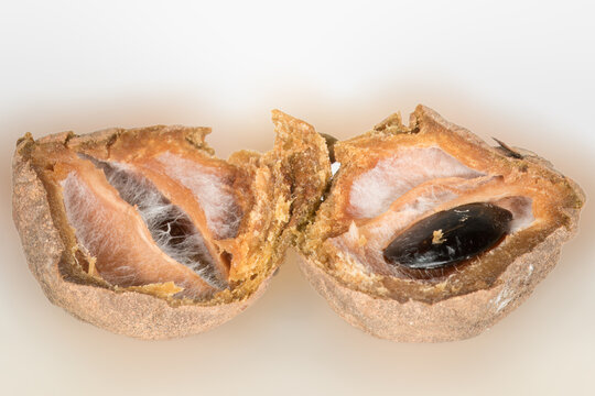 The Art of Decay: A Macro Study of a Sapodilla Fruit, This image captures the intricate details of a decaying Sapodilla fruit. The outer skin, wrinkled and discolored, contrasts with the fibrous