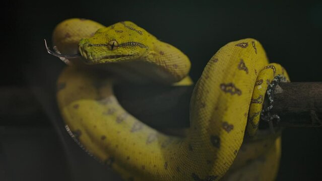 green python flicks tongue backlit wrapped on branch wide