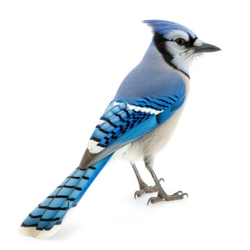 recommend clip art: side view of a Blue Jay on transparency background PNG