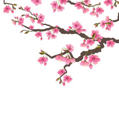 Japanese sakura flowers. Cherry blossom branch with a blooming pink flower. Realistic vector spring tree isolated on white background. Hanami Festival. Illustration for wedding invitations women's day