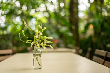 A bouquet of Aloysia virgata gracefully arranged in a glass vase stands as a centerpiece, its beauty accentuated against a softly blurred background.