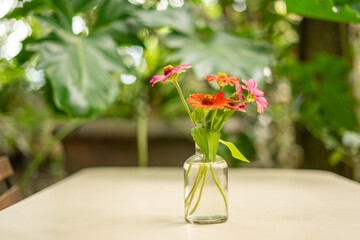 A glass vase holds striking Mexican sunflowers, vibrant in fuchsia pink hues, set against a softly blurred background. 