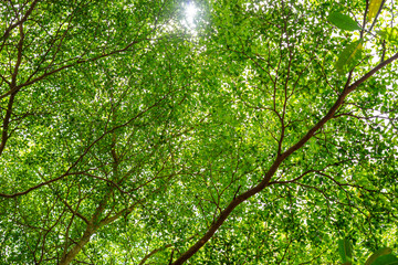 The lush canopy of a green forest stretches above, offering a captivating view up to the treetops.