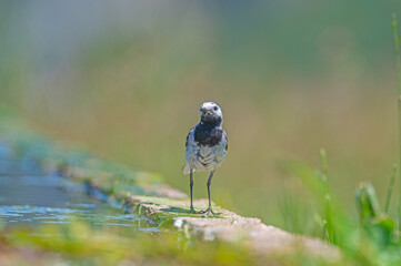 White Wagtail standing at the water's edge. Motacilla alba