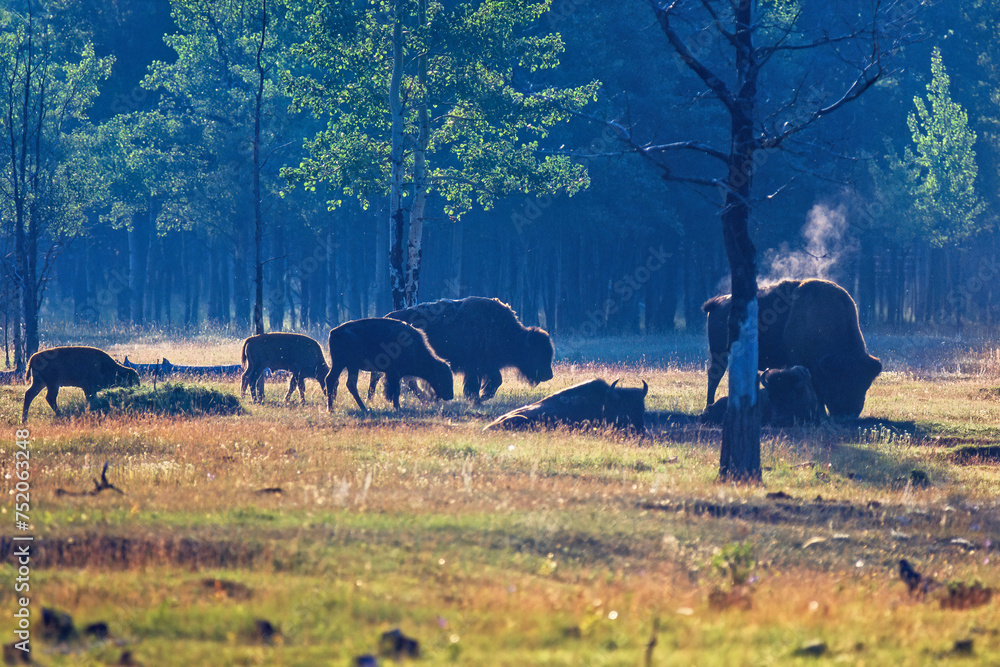 Wall mural Bison buffalos on a meadow by a forest