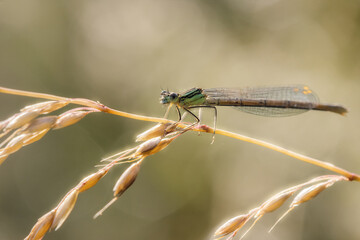 Female Blue Featherleg damselfly sitting on grass on a meadow