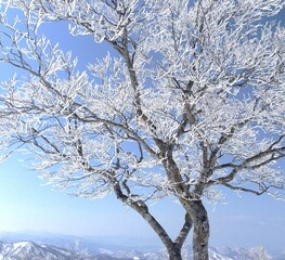 Fototapeta na wymiar 野沢温泉スキー場・雪山の景色