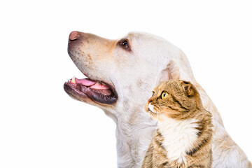 Portrait of curious labrador and cat scottish fold, side view, isolated on a white background
