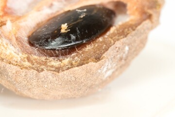 Decay Unveiled: A Macro Perspective of a Sapodilla Fruit, This macro image captures the intricate...