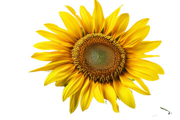 An elegant white background with a bright studio shot of a beautiful sunflower