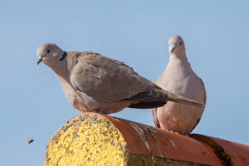 Palomas turcas