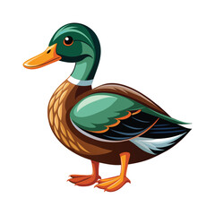Duck illustration on White Background