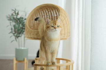 happy with cat concept with british cat play on cat house  with modern home decoration background