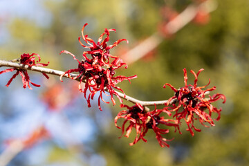 Hamamelis intermedia ’Diane’ with red flowers that bloom in early spring.