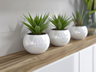 Modern Potted Plants on Wooden Surface