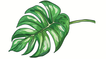 Line art hand-drawn Monstera green leaf.