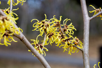 Hamamelis intermedia ’Honoka’ with yellow flowers that bloom in early spring.