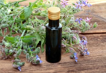 Borago officinalis seed oil in bottle, also known as starflower. Medicinal oil and flowering borage plant on brown wooden table.
