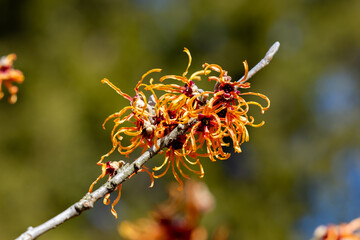 Hamamelis intermedia ’Jelena’ with yellow flowers that bloom in early spring.