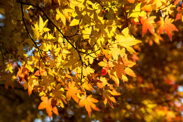View of the maple trees in autumn