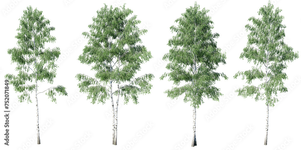 Aufkleber birch tree on transparent background.3d rendering png