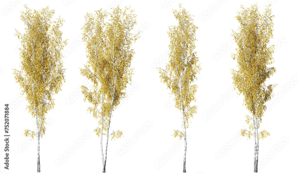 Aufkleber birch tree on transparent background.3d rendering png