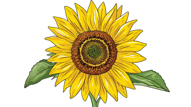 This is a sunflower design isolated on white background.