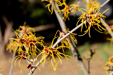 Hamamelis intermedia ’Winter Beauty’ with yellow flowers that bloom in early spring.