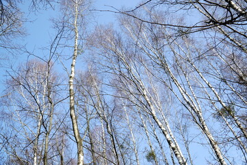 Fototapeta na wymiar Birch trees in forest - view from below