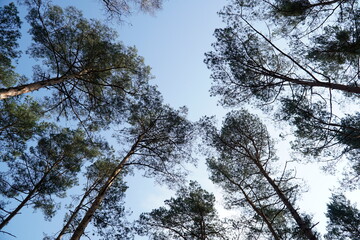 Trees in forest - view from below
