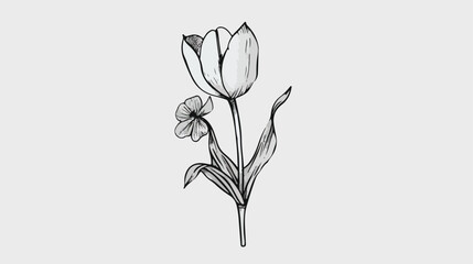 A Minimalistic Single Element of a Tulip Flower