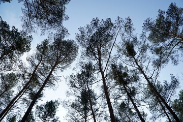 Trees in forest - view from below