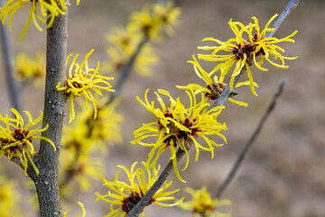 Hamamelis mellis ’Wisley Supreme’ with yellow flowers that bloom in early spring.
