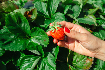 red Strawberries in woman hand green leaves on background