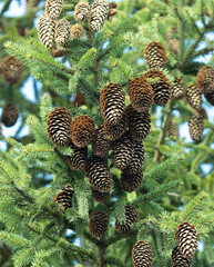 pine cones on a tree in spring