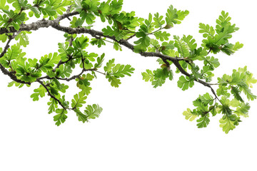 Cutout Tropical Branch with Green Leaves on corner border, Foreground on Transparent Background