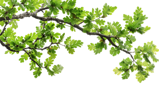 Cutout Tropical Branch with Green Leaves on corner border, Foreground on Transparent Background