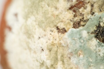 Nature's Cycle: A Close-Up of a Moldy Orange, This image captures the intricate details of a...