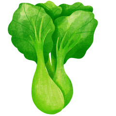 Chinese petiole cabbage or bok choy or pak choi