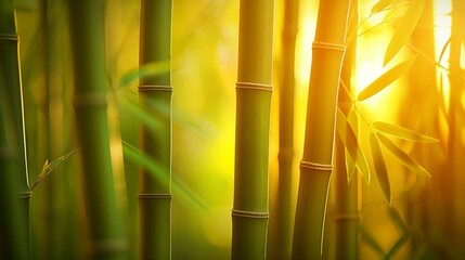 Bamboo background with the soft glow of sunrise in the morning.