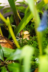 Blue hyacinth in a vase, arranged by a Japanese florist.
