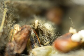 Intricate Nature: Macro Mastery of Flat Beans' Textures, This macro image of flat beans reveals...