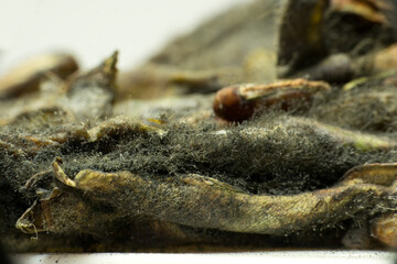 Mystic Decay: A Close-Up of Aging Flat Beans, This macro image captures the intricate details of flat beans in decay. The mesmerizing pattern of mold showcases nature's artistry even in decomposition.