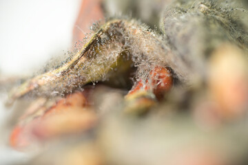 Vivid Detail: A Macro Glimpse into the World of Flat Beans, This macro image of flat beans reveals nature's complexity in its finest details. The beans, once vibrant and green, are now a canvas