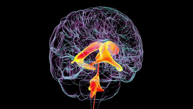 Ventricular system of the brain, animation