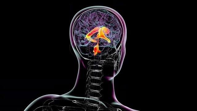 Ventricular system of the brain, animation
