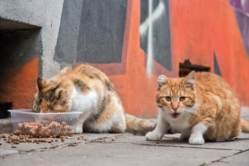 Caring for street stray urban cats